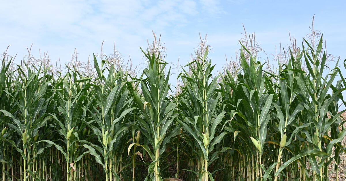 Bajban a magyar agrárium, a csemegekukorica vetésterülete 26 éves, a zöldborsóé 13 éves mélyponton
