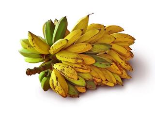 Kihalás fenyegeti a banánt