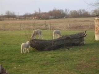 Erdélyi gazdák Magyarországon