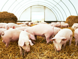 A tavalyi zuhanás után emelkedni kezdett a sertés ára