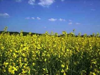 Nem akarták leégetni Busht...