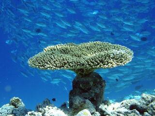 Van remény a korallzátonyoknak