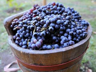 Már pályázható támogatás a szőlőültetvény átalakítására