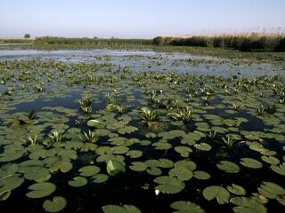 A nád írja át a Duna-delta jövőjét?