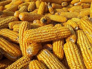 Óriási halom kukorica termett Magyarországon