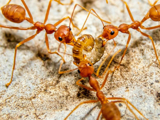 Hogyan élnek a hangyák?
