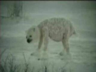 Videó: átalakul az állatvilág!