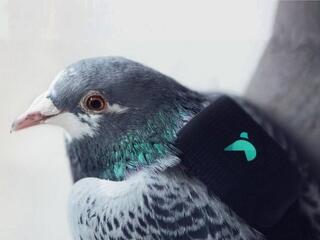 Hátizsákos galambok vigyáznak a tüdőnkre - igen, a valóságban