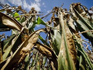 Hiába öntik bele a pénzt, kiszárítja az agráriumot az aszály
