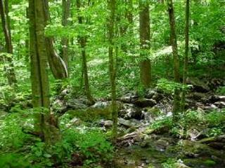 "Zöld" adótanácsokat kapott a kormány