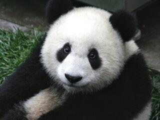 Elszámolták a pandákat - de ez jó hír