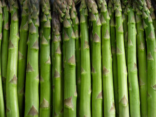 Jó évre készülhetnek a magyar spárgatermelők