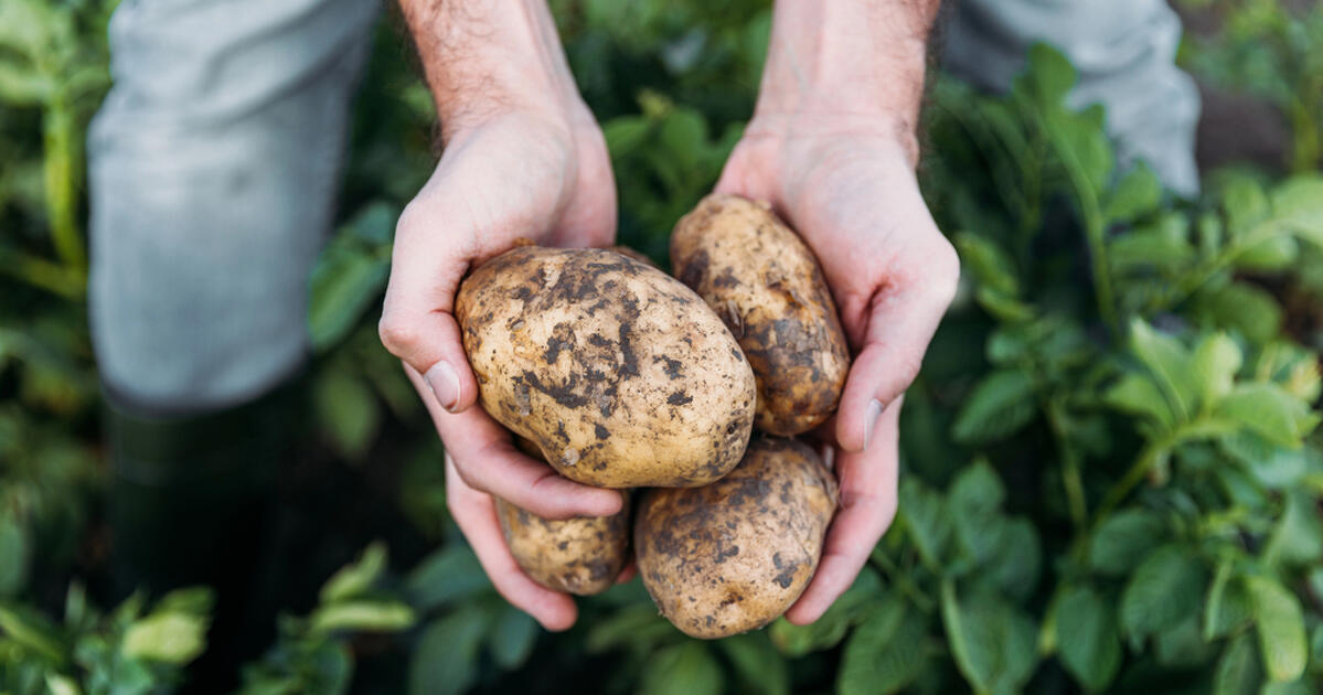 Durva kihívásokkal küzdenek az agrárcégek Magyarországon