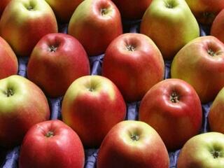 Még mindig tart az almablokád