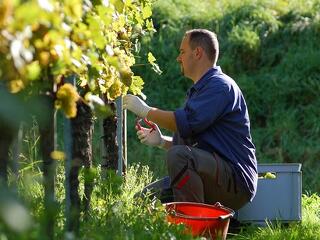 Pontosabb árprognózis és mintaszerződés garantálná a szőlő- és bortermelők biztonságát