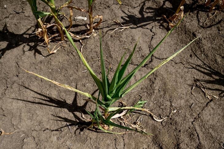 Sárguló, a szárazság miatt alig fejlődő kukorica a Hajdú-Bihar megyei Hajdúszovát térségében (Fotó: MTI/Czeglédi Zsolt)
