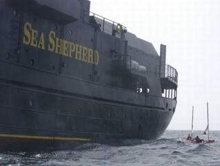 Ha kell, akár támadnak is a környezetvédők