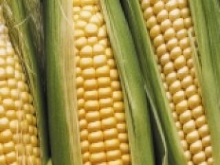 Adóelőny a bioetanolnál