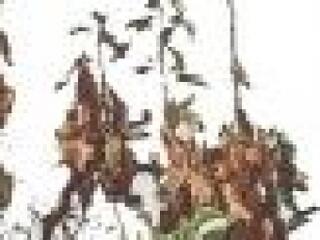 Az adófizető gazda kaphasson segélyt