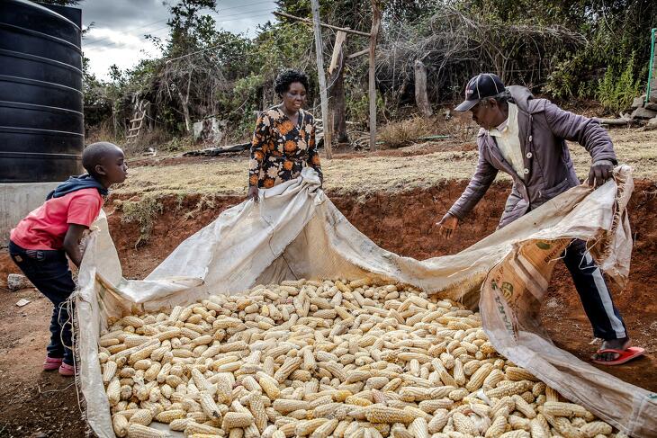 Kukorica betakarítása Kenyában (Fotó: FAO/Luis Tato)