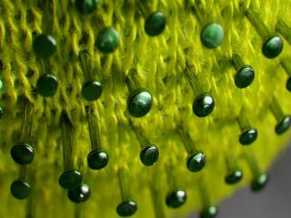 Koronavírus: újabb drámai magyar számok láttak napvilágot