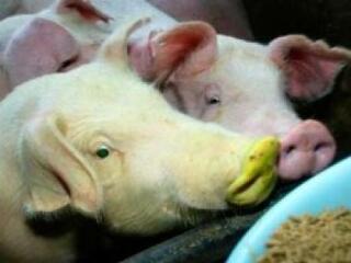 Közel a magyar határhoz a pestis