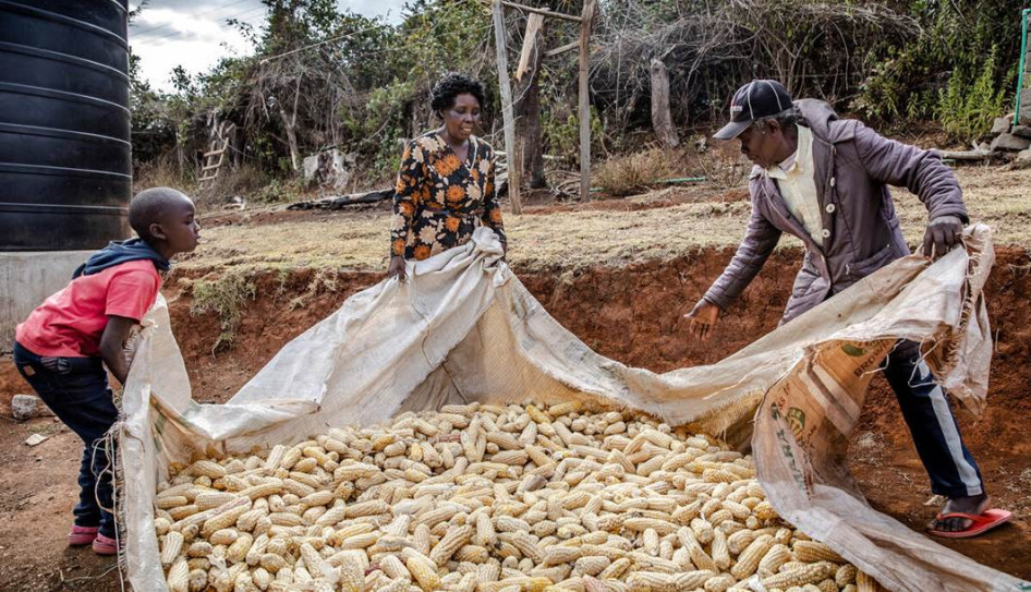 Csökkent a FAO élelmiszerár-indexe májusban a gabona-, cukor- és növényi olajárak esése közepette