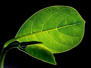 Mesterséges fotoszintézis működtetheti a világot?