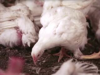 Ketyegő bomba: turbózott állattenyésztés és hatástalan antibiotikumok