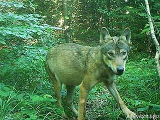 Páratlanul ritka fotó egy magyar farkasról