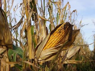 Emelkedik a kukorica, csökkent a búza ára