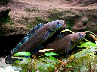 Kétszáz új faj került elő a Himalájában