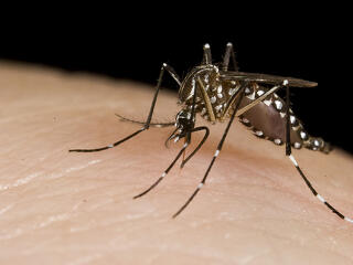 Reszkethetnek a szúnyogok - folytatódik az irtás
