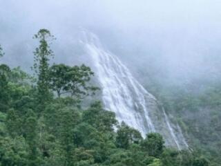Megmenekültek a nyolcmillió éves fák