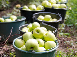 Irreálisan alacsony árat adna az egyik hazai feldolgozó az almáért