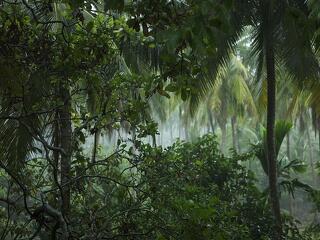 Az égből esik az erdő Thaiföldön