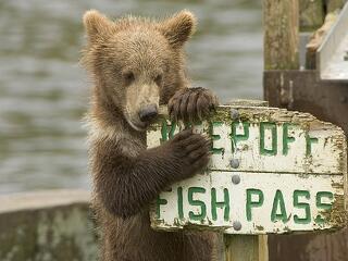 Újra medve barangol Magyarországon