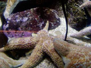 Melegedő óceánok: összeomlik a halállomány