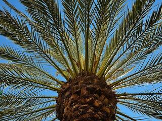 Pálmaolaj: csak tiszta forrásból