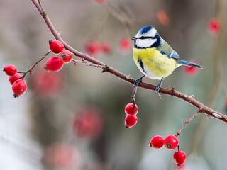 Hét fontos tanács a téli madáretetéshez