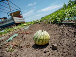 A piacromboló akciók miatt elkeseredettek a dinnyetermelők