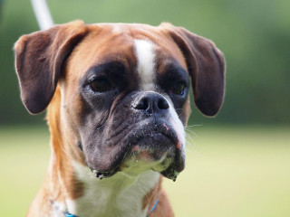 Tudnivalók a boxer kutyafajtáról