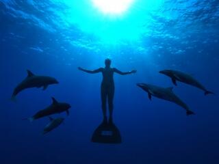 Segíthet az Oscar díj a delfinmészárlás elleni harcban?