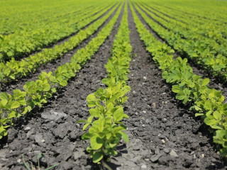 Hatékony növényvédelmi gyakorlatok a mezőgazdaságban