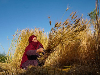 Zuhannak az élelmiszerárak a világban