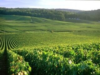 Villányit csak palackozva!