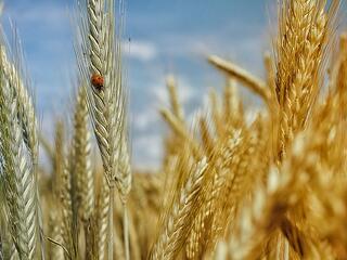 5 százalékra csökkentené a gabonafélék áfakulcsát az agrárkamara