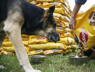 4 tonna állateledel gyűlt össze a Pedigree akciója során