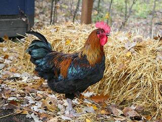 Erre a célra ad pluszpénzt a magyar kormány