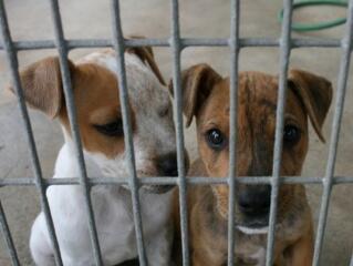 Fogadjon Ön is virtuálisan örökbe egy kutyát!